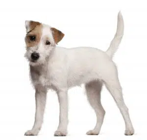 Terrier du Révérend Russell ou Parson Russell Terrier