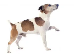 Corps du Jack Russell