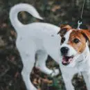 Jack Russell qui aboie
