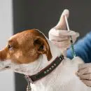 Vaccins nécessaires pour un chien comme le Jack Russel