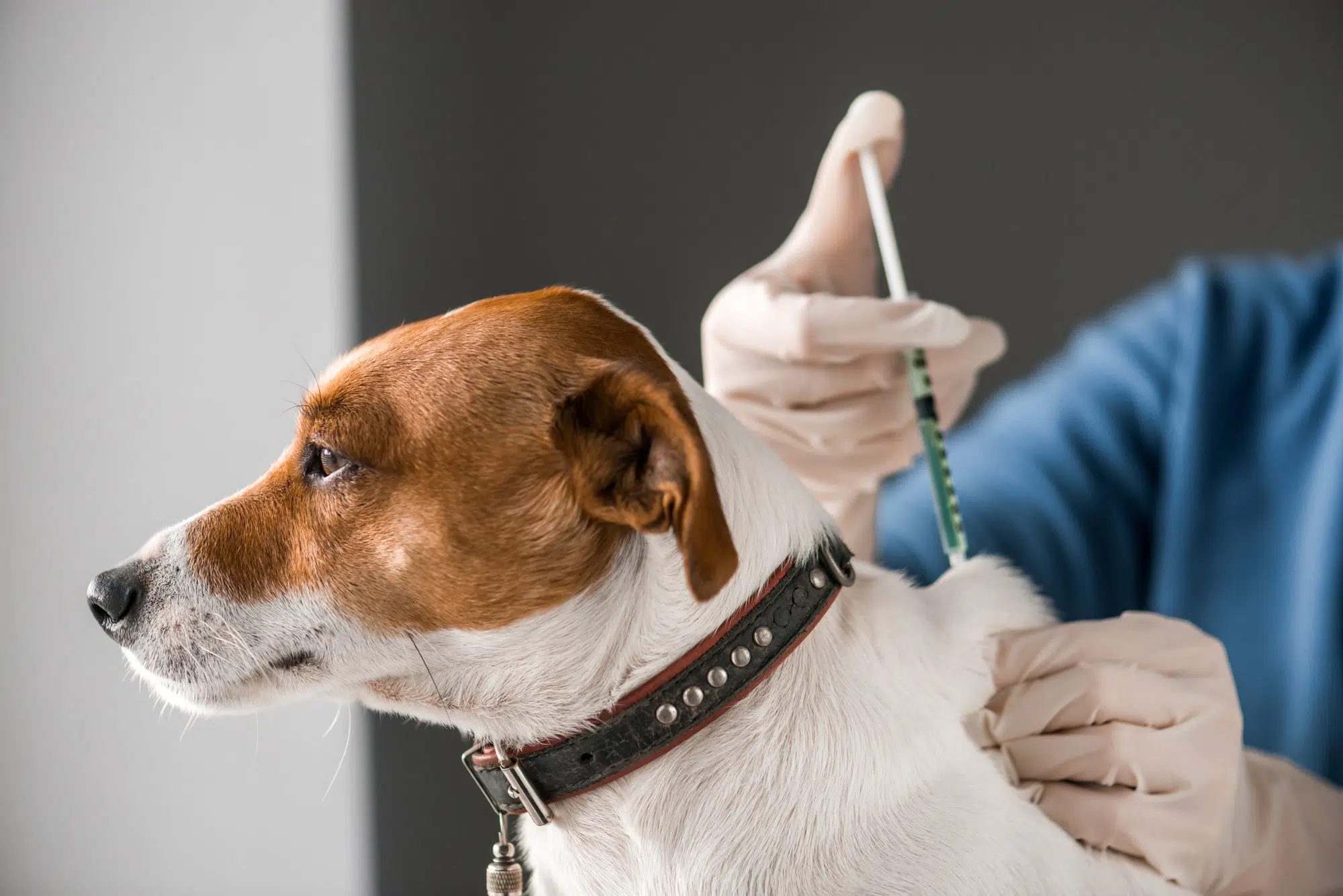 Vaccins nécessaires pour un chien comme le Jack Russel