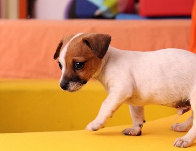 Chiot Jack Russell