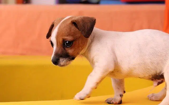 Chiot Jack Russell
