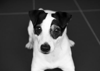 jack race russell