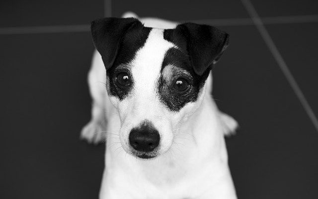 jack race russell