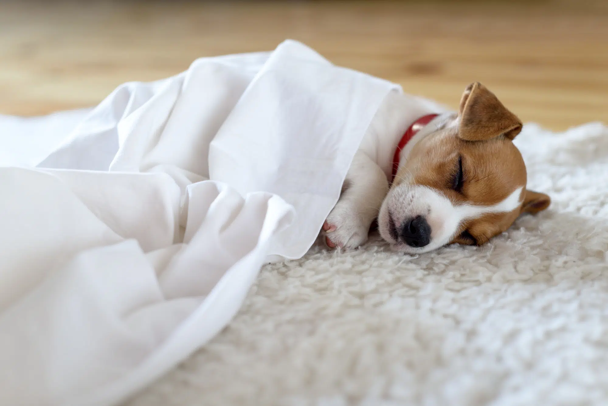 Pourquoi les chiens dorment-ils beaucoup ?