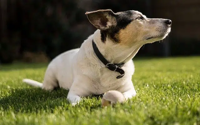 jack russell chiens