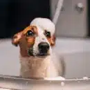 Utiliser du shampoing bébé pour son chien ... oui ou non ?