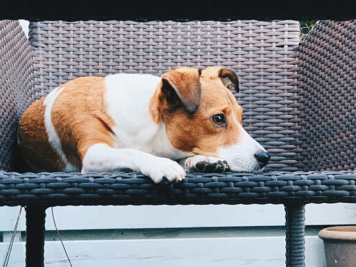 Regurgitation et vomissement chez les chiens : quels sont les causes ?