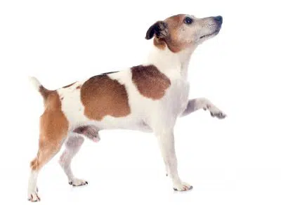 Pourquoi Jack Russell saute anormalement ?