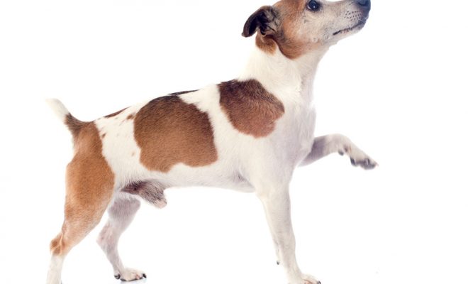 Pourquoi Jack Russell saute anormalement ?