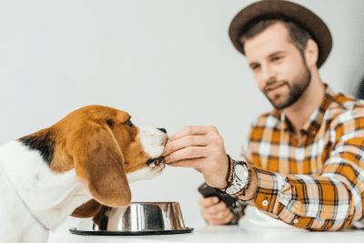Pourquoi est-ce important de prêter une attention à l’alimentation de votre chien ?
