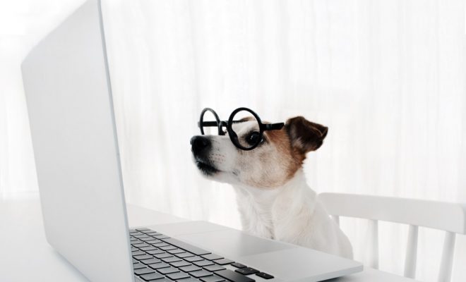 Acheter des produits pour son chien sur internet