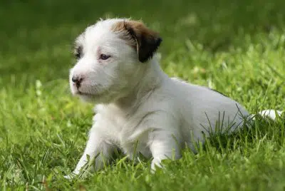 Cute little Jack Russell Terrier puppy