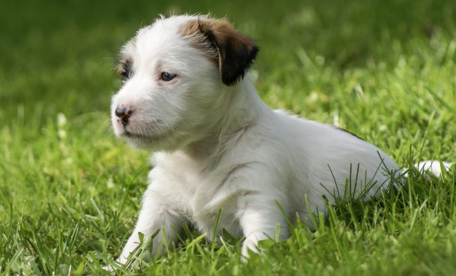 Cute little Jack Russell Terrier puppy