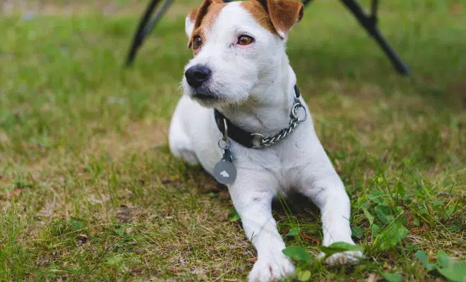 Jack Russell avc collier personnalisé