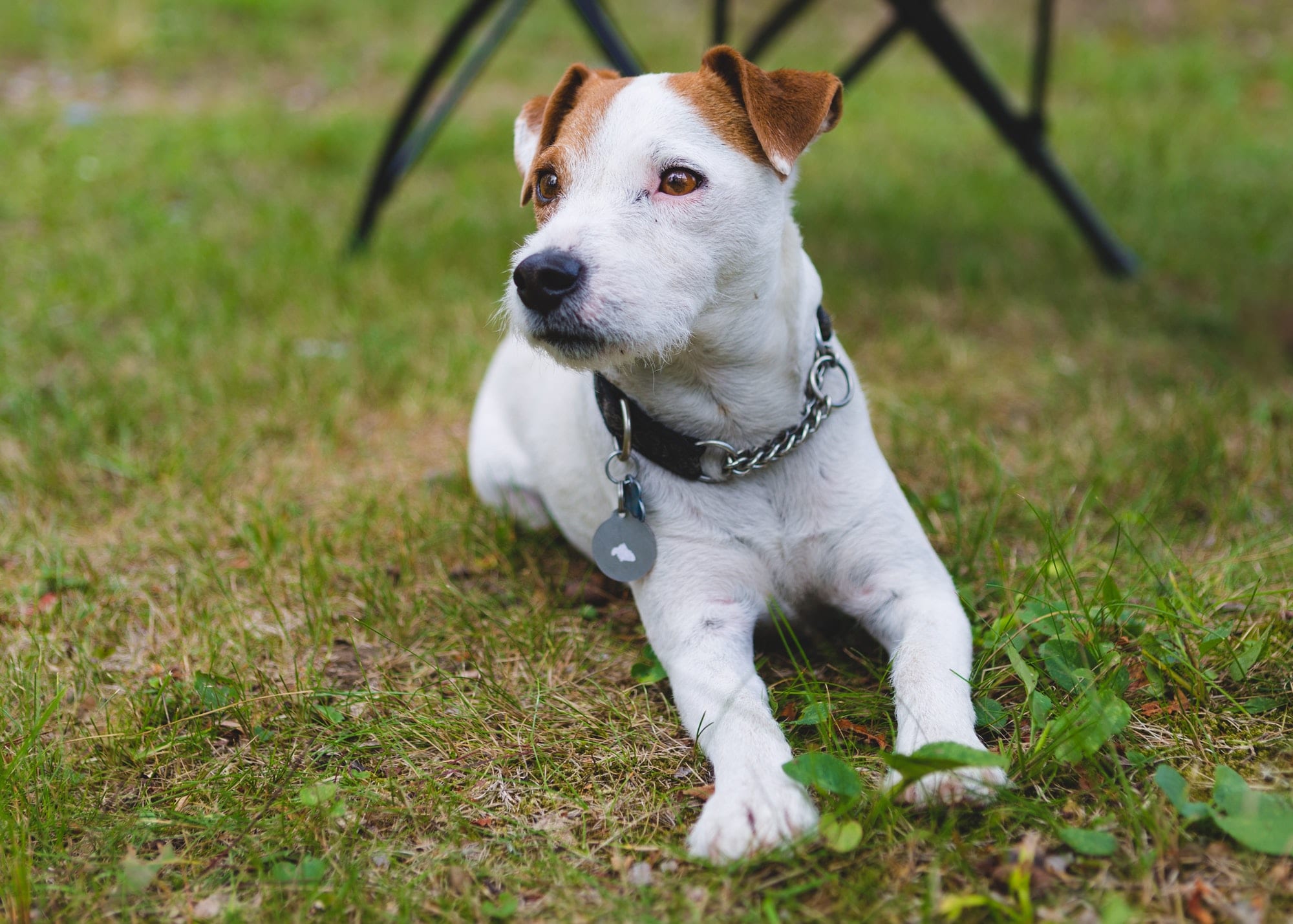 Jack Russell avc collier personnalisé