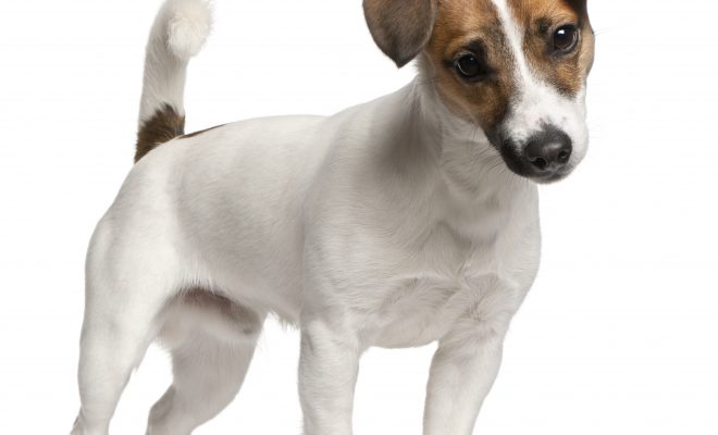 Jack Russell et concours canins