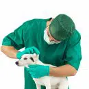 Les soins vétérinaires du Jack Russell