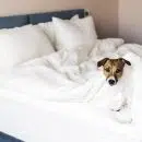 Le chien renifleur de punaises de lit
