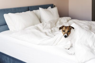 Le chien renifleur de punaises de lit