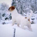 Le Jack Russell a-t-il froid en hiver ?