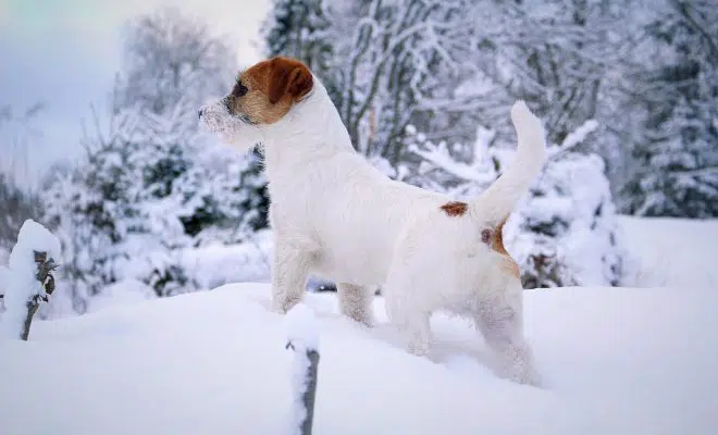 Le Jack Russell a-t-il froid en hiver ?