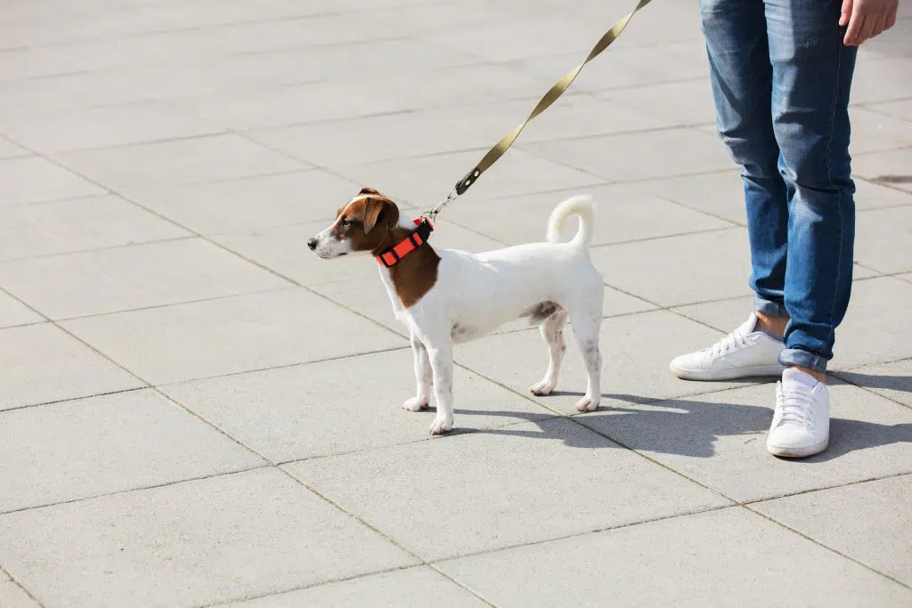 Un dog sitter peut promener votre chien en votre absence