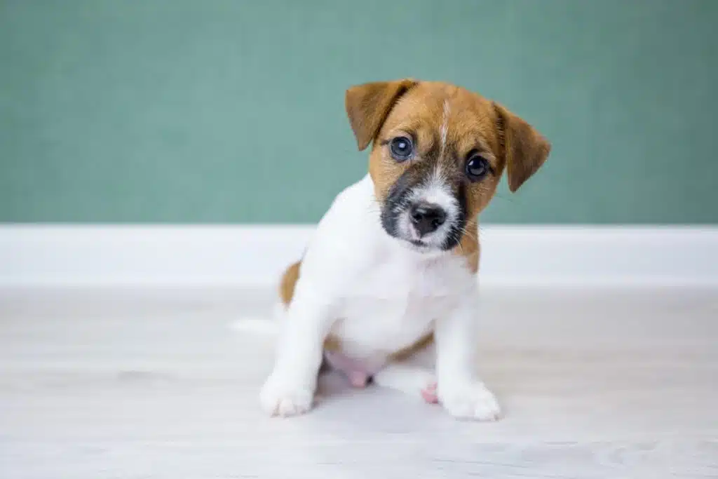 Ataxie cérébelleuse (CA) chez un chiot Jack Russell Terrier