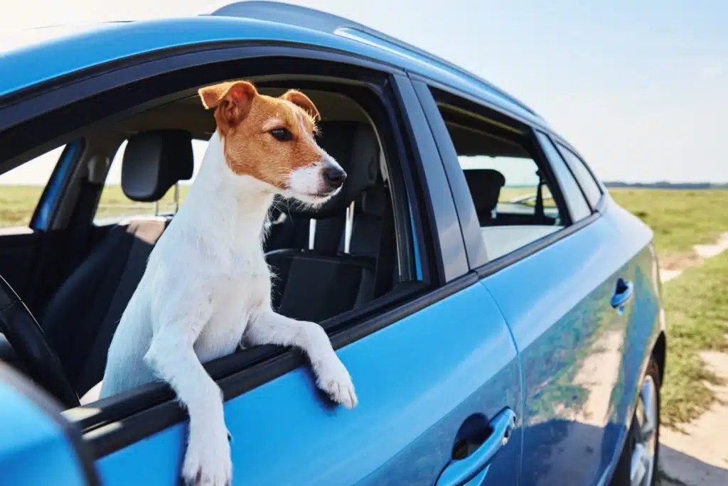 Faire des pauses rafraîchissantes lors des longs trajets en voiture avec son chien