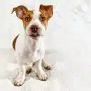 Jack Russell : un chien attachant au caractère bien trempé