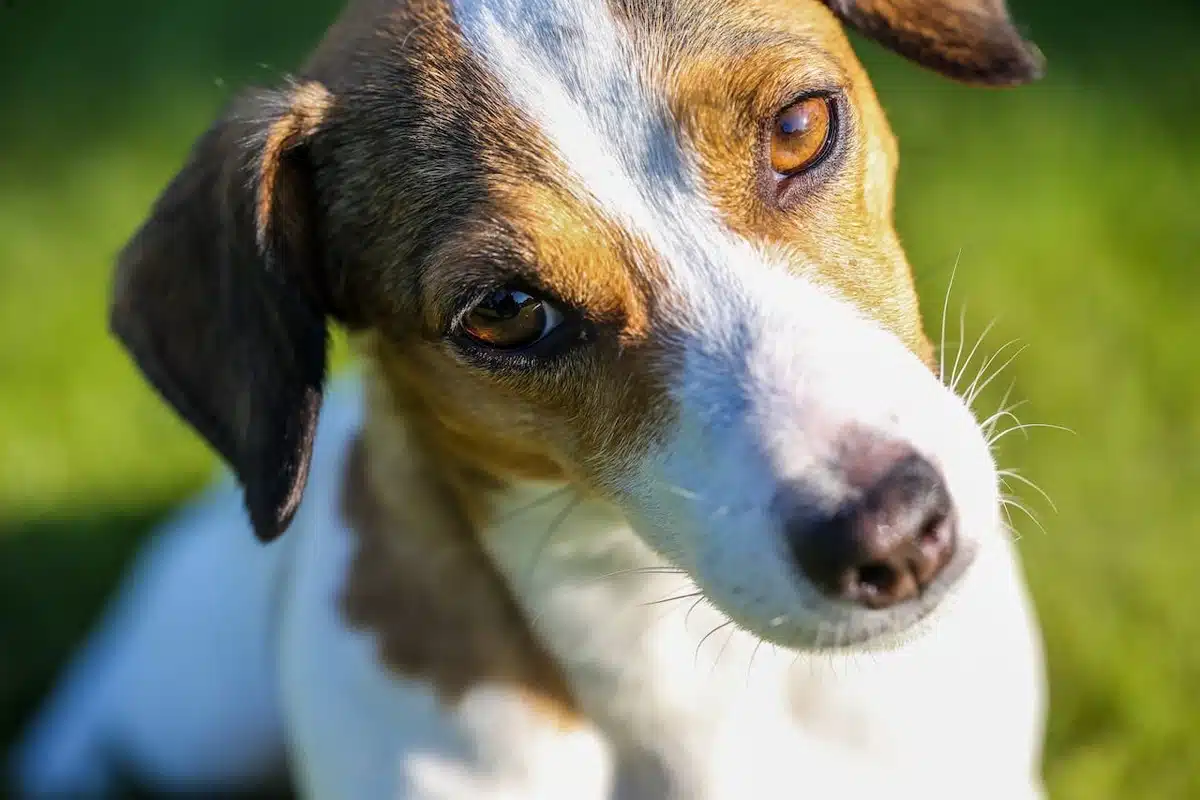 Comment toiletter son Jack Russell ?