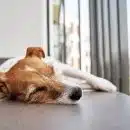 Nul besoin de taquiner un chien qui dort car … il vous entend !