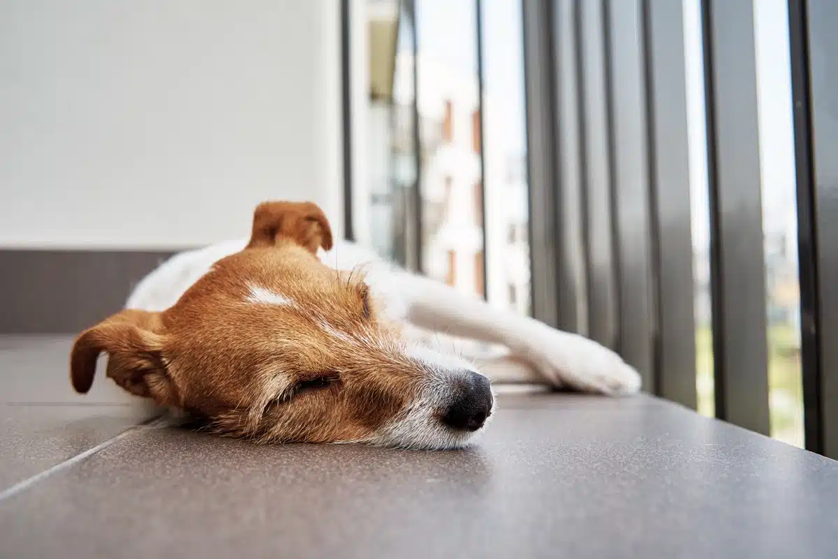 Nul besoin de taquiner un chien qui dort car … il vous entend !
