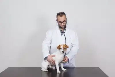 Quelles compétences un vétérinaire doit-il avoir ?