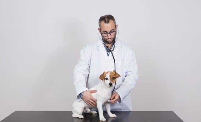 Quelles compétences un vétérinaire doit-il avoir ?