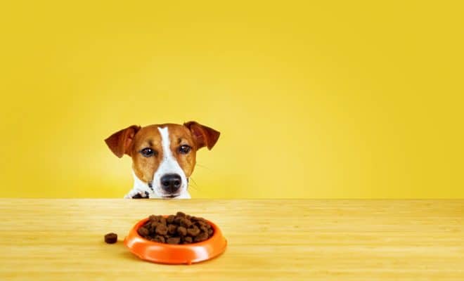 Alimentation : comment choisir vos croquettes pour chien ?