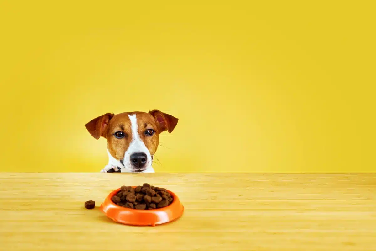 Alimentation : comment choisir vos croquettes pour chien ?