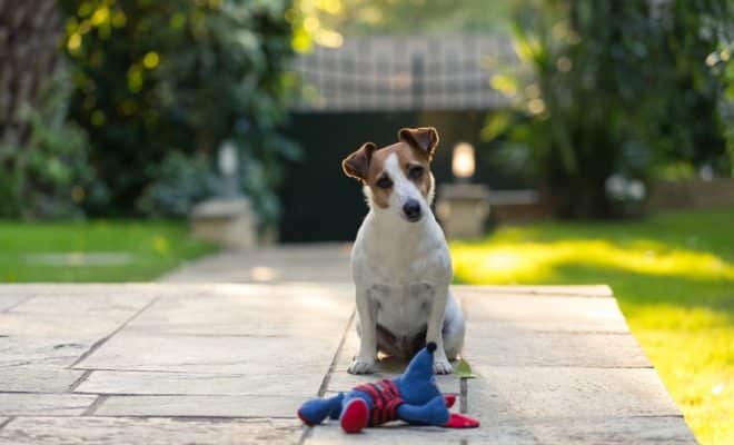 Quels jouets peut-on choisir pour l’épanouissement d'un chien ?