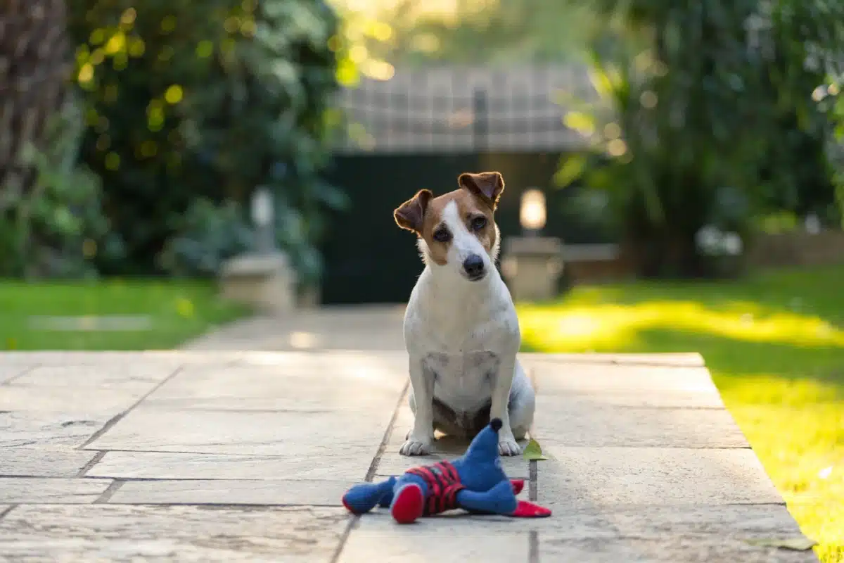 Quels jouets peut-on choisir pour l’épanouissement d'un chien ?