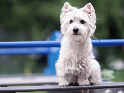 Le West Highland White Terrier